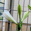 テッポウユリが咲き始めました