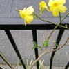 黄色い花の魅力