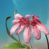 Bulbophyllum eberhardtii ` T.Miyajima' HCC/JOS