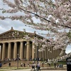 ナッシュビルのCentennial Parkに満開の桜を見に行く。ワシントンDC以外にも桜が一杯咲いていて、びっくりしました。