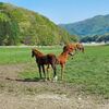 新馬戦