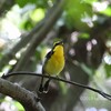 津久井湖城山公園で野鳥探し 2019-05-19