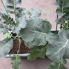 ブロッコリーに頂花蕾ができました  I found the top flower bud of broccoli!