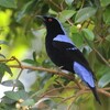 ルリコノハドリ(Asian Fairy-Bluebird)