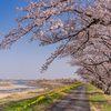 桜とスイセン：塩の千本桜