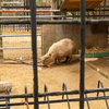 50mmで動物園　大崎公園子供動物園   　