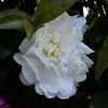 白い山茶花