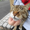 6月後半の #ねこ #cat #猫 その1