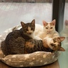 保護猫サロンからお知らせ🐈✨