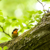 Narcissus flycatcher