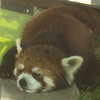 【レッサーパンダ】愛らしい表情で人気者！旭山動物園