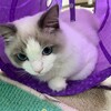 猛烈に遊ぶふくちゃん、そして事件が……