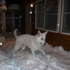 大雪警報