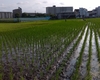 25/07/03　田の草取り