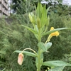 マツヨイグサ