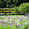菖蒲2022
