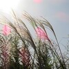 秋の草花　　～匿名さんからの投稿です～