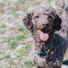 犬の気持ちを理解する方法