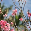 那覇で桜が満開！