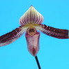 Paphiopedilum argus f.vinicolor`Black Swan&#039; x self