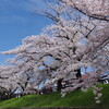 桜と言えば大和高田