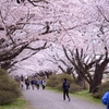 展勝地の桜