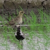 5月の鳥見など〜フクロウ初観察〜