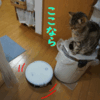 しましま模様・・の