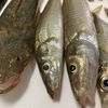 友釣り４７投目「やっと釣れた大型キス２５ｃｍ＋やっぱ投げ竿は必要だよねと思ったこと」
