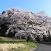 今年の桜