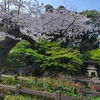 『お花見散歩』～「掃部山公園」と「野毛山公園」桜めぐり