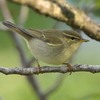 労働公園の野鳥を紹介（２０２０　０５２０）その２。