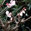 我が家の杏の花と、古代史研究会のシンポジウムのおしらせ