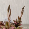 今日の多肉事…　桜吹雪の花芽