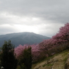 神奈川県松田町桜まつり