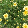 色落ちのせぬ花のままとこしへに(あ)