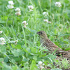 鳥さんたち