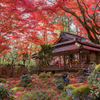 京都の時期限定スポットを狙え②