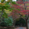 紅葉を求めてお散歩