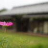 【武蔵野スナップ】NEX-3NとYSHINON-DX 32mm F1.4