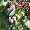 くろんど園地の野鳥Ⅱ　(^。^)