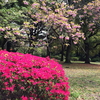 千鳥ヶ淵と北の丸公園観察日記（2017/4/18）