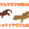 【イモリとヤモリの違い】見分け方は⁉最大級の【トッケイヤモリ】とは⁉