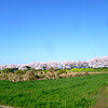 吉見さくら堤公園の桜、超きれい
