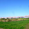 吉見さくら堤公園の桜、超きれい