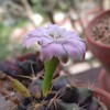 毎日が猛暑日、でも多肉植物には関係ない？