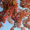 コロナの年の紅葉｜小石川後楽園