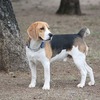 救世主現る！？特殊犬「モンキードッグ」・・・その正体とは？