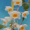 Dendrobium farmeri`Elengance'  BM/JOGA.    