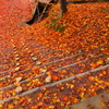 2016 紅葉　最上山公園 もみじ山 （再訪問編）